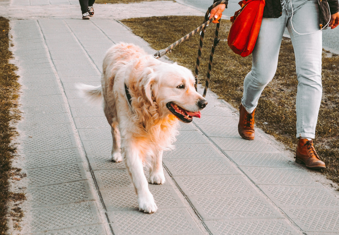 Dog walking - daily pleasure or another thing to add to an already busy day?