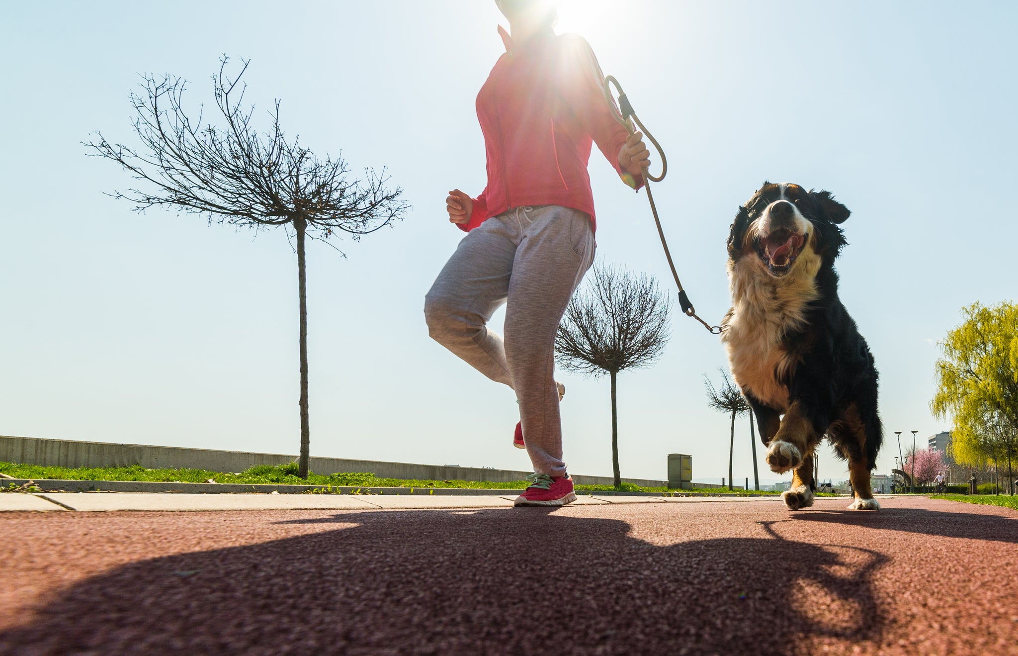 How to go running with your dog